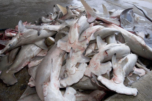 ערימה של כרישים פטישניים מתים שנזרקו לאחר שהסנפירים הוסרו מהם | Jason Isley, Scubazoo, Science Photo Library