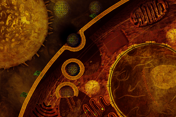 איור של CMV מדביק תא | איור: CAROL AND MIKE WERNER / SCIENCE PHOTO LIBRARY