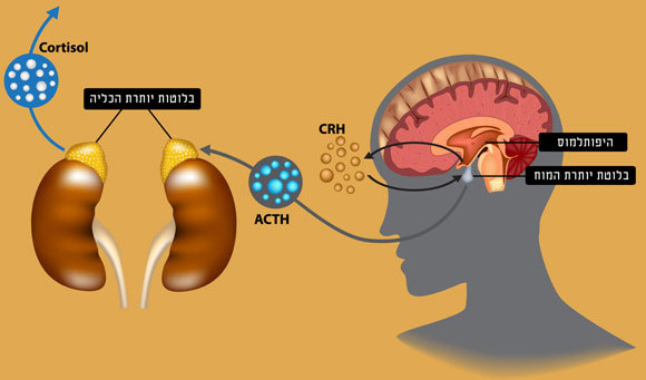 אילוסטרציה של האיברים וההורמונים במסלול זה | Shutterstock, Sakurra. עברית: מריה גורוחובסקי