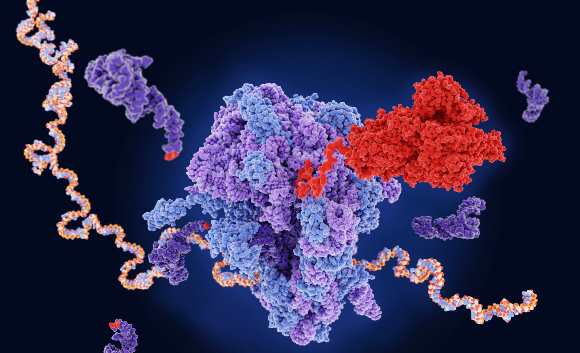 הריבוזום (במרכז) מרכיב את חלבון הזיז (אדום) על פי רצף ה-RNA של הנגיף (החוט הצבעוני) | איור: JUAN GAERTNER / SCIENCE PHOTO LIBRARY