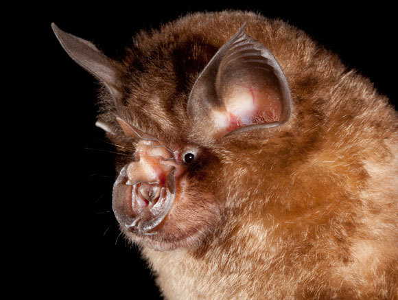 עטלף | צילום: MERLINTUTTLE.ORG / SCIENCE PHOTO LIBRARY