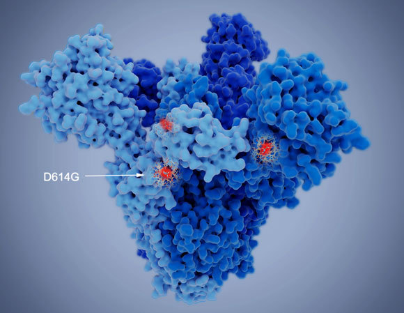 החלפת חומצת אמינו אחת בחלבון הזיז במוטנט D614G | איור: JUAN GAERTNER / SCIENCE PHOTO LIBRARY