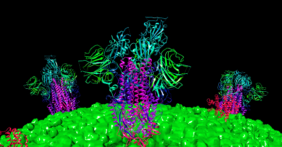 מודל ממוחשב של חלבון הזיז של נגיף קורונה | הדמיה: DR. VICTOR PADILLA-SANCHEZ, PHD / WASHINGTON METROPOLITAN UNIVERSITY / SCIENCE PHOTO LIBRARY