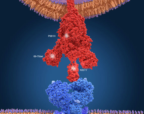 השינויים הנקודתיים שהצטברו במבנה חלבון הזיז (אדום) של הווריאנט הבריטי B.1.1.7 | איור: JUAN GAERTNER / SCIENCE PHOTO LIBRARY