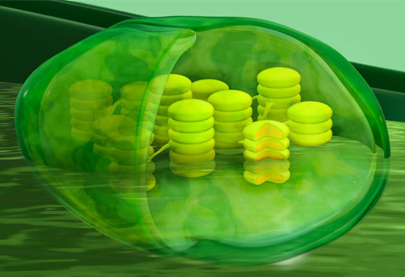 מבנה הכלורופלסט, שבו מתבצעת הפוטוסינתזה | איור: TUMEGGY / SCIENCE PHOTO LIBRARY