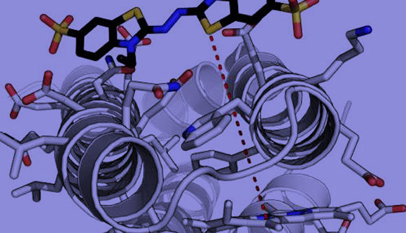 הדמיה של אנזים שתוכנן במחשב נקשר למולקולת היעד | מקור: Ross Anderson, University of Bristol
