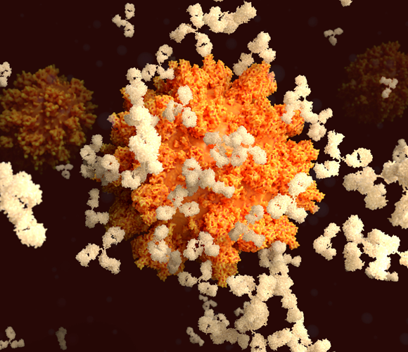 وفقًا لهذه الدّراسة ودراسات أخرى مُشابهة، فإنّ مستويات الأجسام المضادّة ونجاعتها بمكافحة الفيروس تصل ذروتها ما بين أسبوعين لثلاثة أسابيع من ظهور عوارض المرض ومن ثمّ تبدأ بالانخفاض.| المصدر: JUAN GAERTNER / SCIENCE PHOTO LIBRARY
