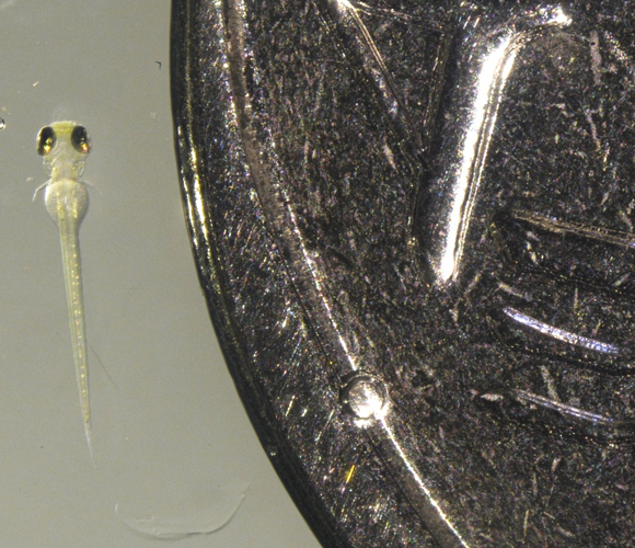 עובר של דג זברה לצד מטבע של שקל אחד | ד"ר מתן גולן