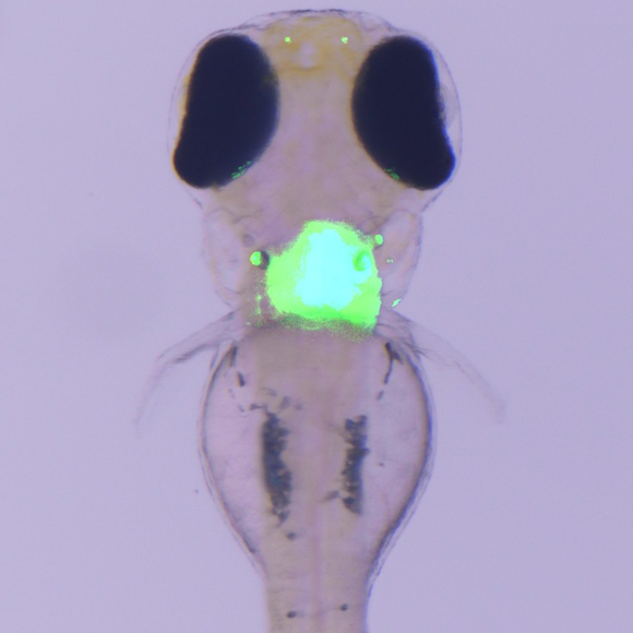 עובר של דג זברה עם החלבון הזוהר בירוק | ד"ר מתן גולן