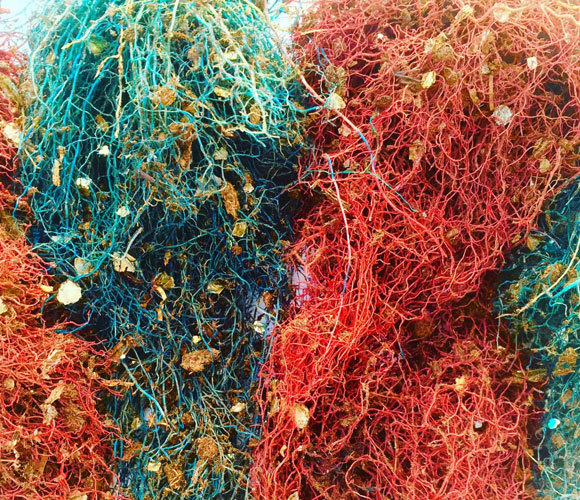 איך הצמחים משנים את צמיחת השורשים שלהם, כשהם נשתלים עשרה סנטימטר זה מזה? השורשים של שיחי הפלפל במחקר, צבועים בצבעים שונים | Ciro Cabal, Princeton University