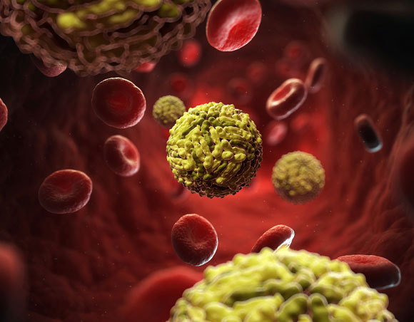 נגיפי דנגי בדם | איור: SCIEPRO / SCIENCE PHOTO LIBRARY