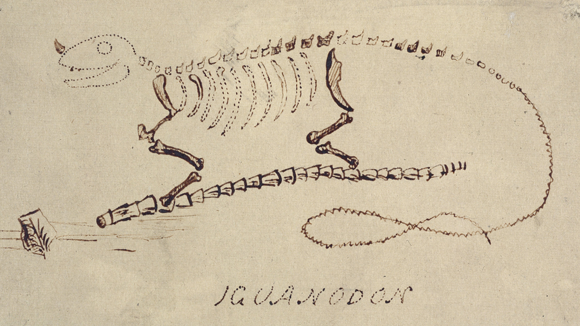 איור של מנטל המציג את המראה המשוער של האיגואנודון | מקור: NATURAL HISTORY MUSEUM, LONDON / SCIENCE PHOTO LIBRARY