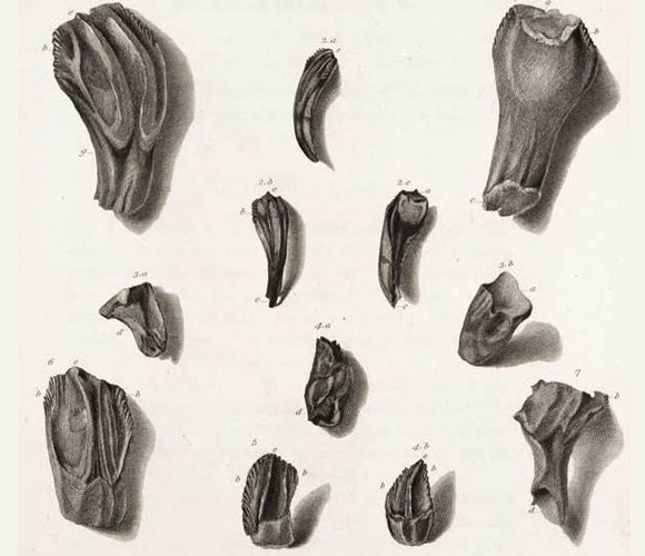 תרשים של שיני האיגואנודון מתוך מאמר שפרסם מנטל ב-1852 | מקור: ויקיפדיה, נחלת הכלל