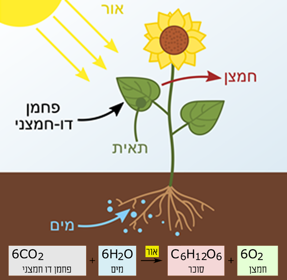 אילוסטרציה של צמח המקבל מים מהשורשים, פחמן דו חמצני מהאוויר ואנרגיה מהשמש, ומתחתיה הנוסחה הכימית של תהליך הפוטוסינתזה | ויקיפדיה, At09kg, Wattcle, Nefronus, עריכה גרפית בעברית מריה גורוחובסקי