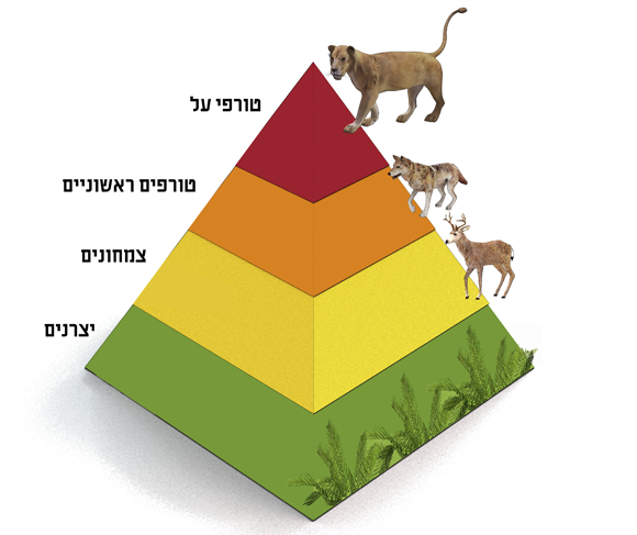 מצמחים, לצמחוניים, לאוכלי בשר קטנים ולטורפים הגדולים. אילוסטרציה של פירמידת המזון | Mikkel Juul Jensen, Science Photo Library, עריכה בעברית מריה גורוחובסקי