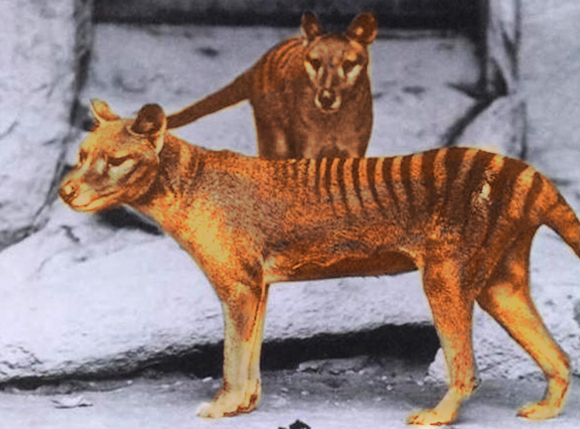 נכחד לפני שמונים שנה... או שבעצם לא? הזאב הטסמני 