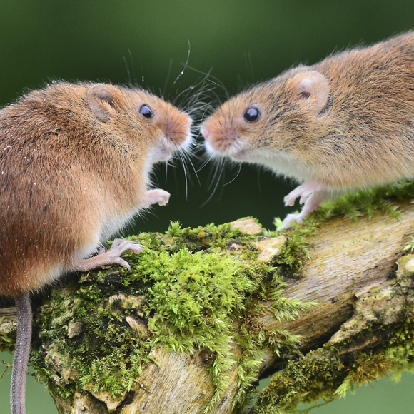 שני עכברוני קמה מרחרחים זה את זה | Shutterstock, colin robert varndell