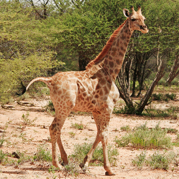 בתמונה - גימלי הג'ירף קרדיט
