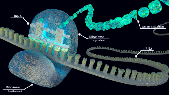 הריבוזום (כחול) מתרגם mRNA (אפור-צהוב) לשרשרת חומצות אמינו (ירוק) המרכיבות את החלבון | איור: ANATOMIC GROOVE / SCIENCE PHOTO LIBRARY
