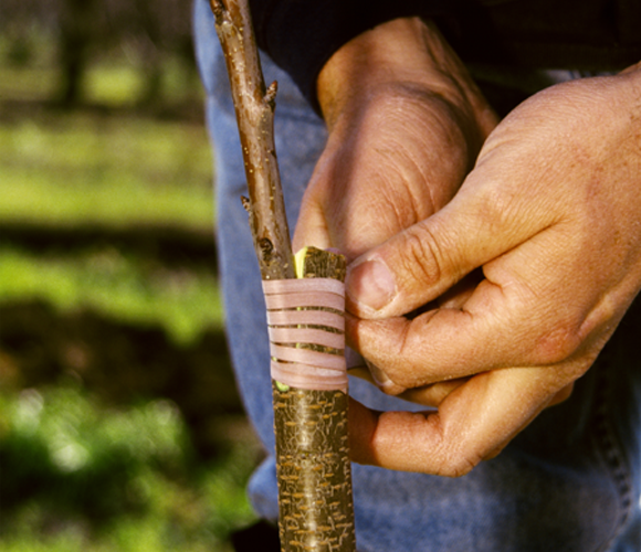 אדם מרכיב עץ דובדבן בקליפורניה | Russ Munn, Agstockusam, Science Photo Library