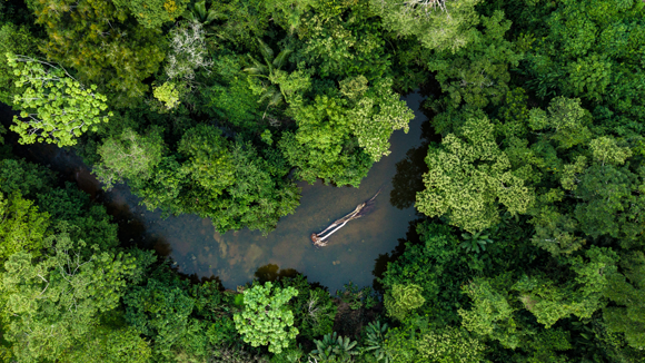 יערות הם מערכות אקולוגיות חשובות במיוחד על היבשה. יער האמזונס בפרו | צילום: qualtaghvisuals, Shutterstock