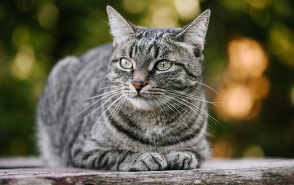 חתול בית בטבע | צילום: Karrrtinki, Shutterstock