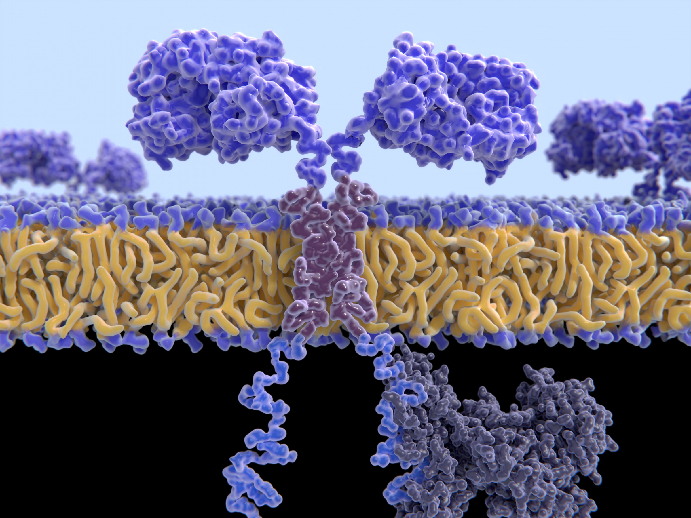 משמידים את התא הסרטני. קולטן של תא T מהונדס לצוד ביעילות תאים סרטניים | איור: Science Photo Library