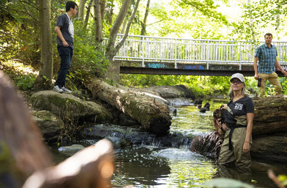 אחרי שמחקרים שללו הסברים כמו חיידקים או מתכות כבדות, החוקרים היפנו את תשומת ליבם למקורות זיהום אחרים. חלק מהחוקרים במחקר החדש, עובדים בנחל לונגפלו באזור סיאטל | Mark Stone/University of Washington