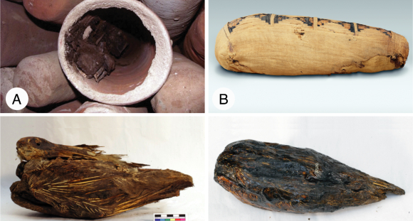 מוקד הוויכוח (משמאל למעלה עם כיוון השעון): כדי האחסון, המומחיה, הציפור החנוטה בשרף ובלי שרף | מקור: מאמר המחקר, Sally Wasef ,Metropolitan Museum of Art, New York
