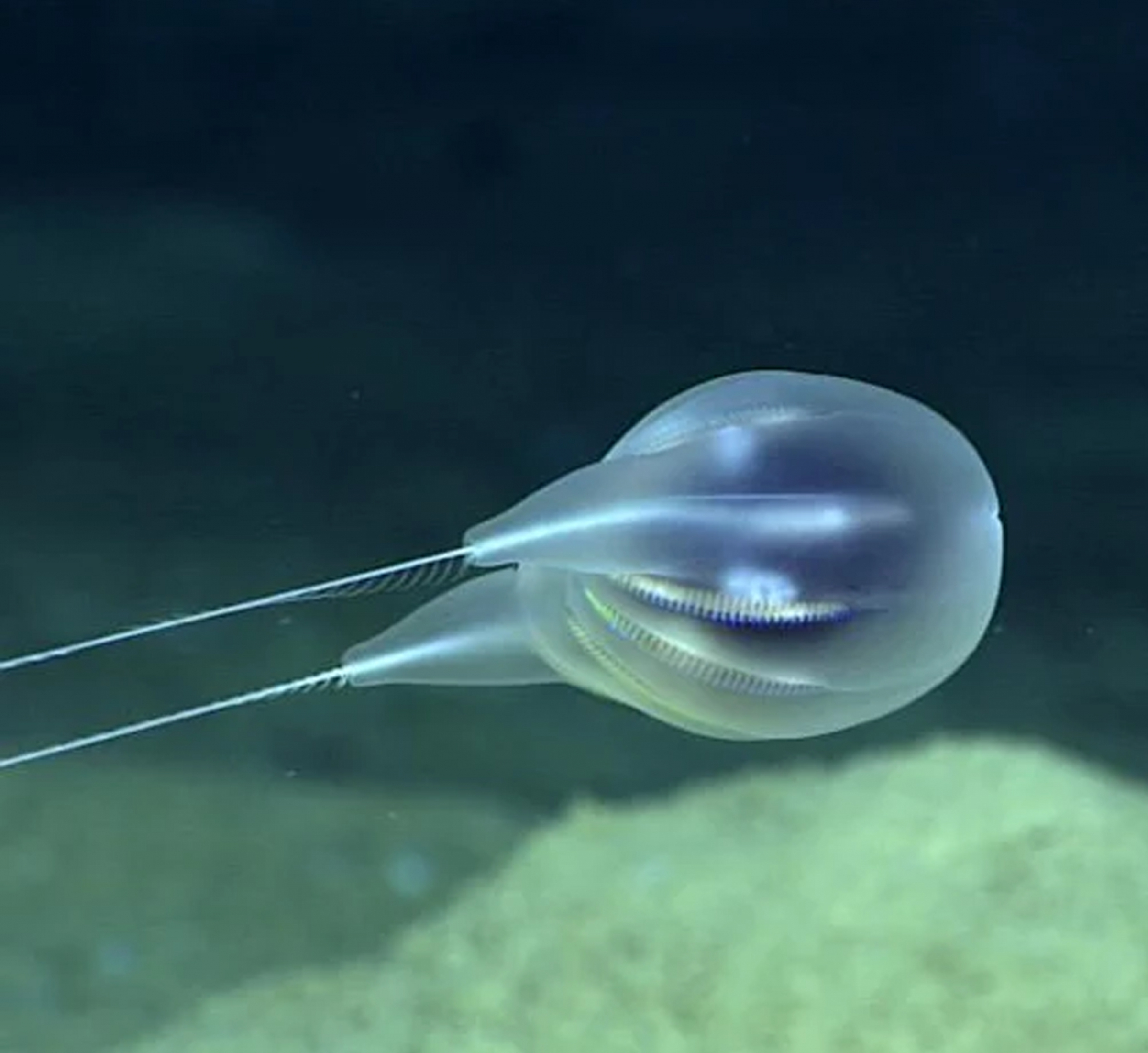 Duobrachium sparksae , קרדיט: NOAA