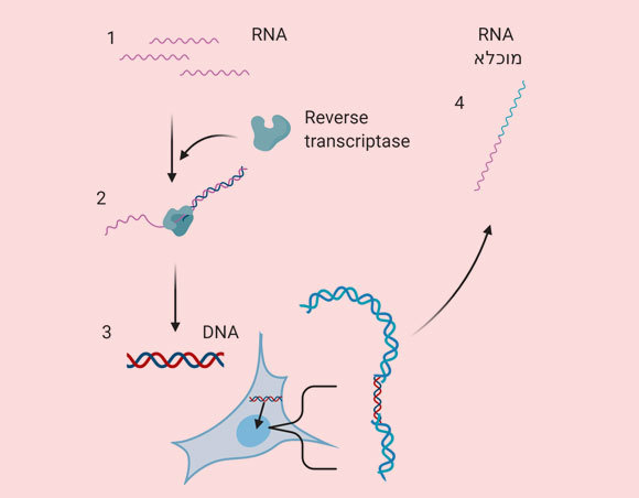 שלבים אפשריים בשילוב RNA נגיפי בחומר גנטי של אדם, לפי המחקר של ייניש, יאנג ועמיתיהם | איור: ד"ר גל חיימוביץ' באמצעות Biorender.com