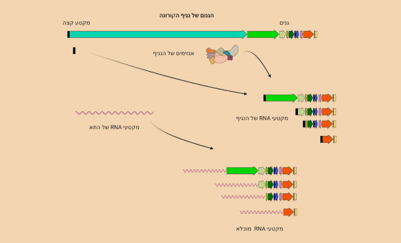 שילוב שגוי של פיסות RNA נגיפי ואנושי, בלי עירוב של החומר הגנטי הנגיפי ב-DNA של התא | איור: ד"ר גל חיימוביץ' באמצעות Biorender.com