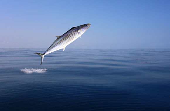 מקרל | איור: Stock2You, Shutterstock