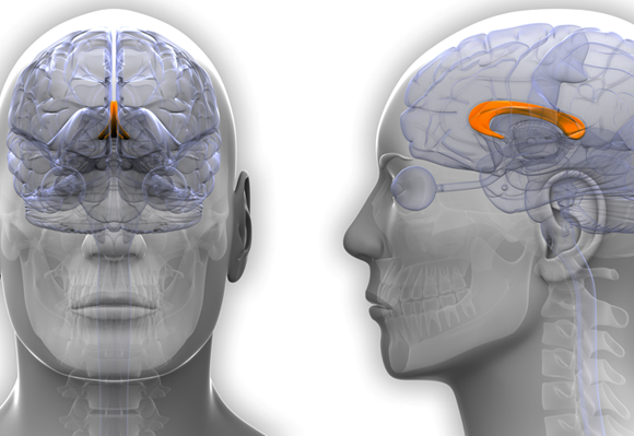 אילוסטרציה של הקורפוס קולוסום ומיקומו במוח | Shutterstock, decade3d - anatomy online