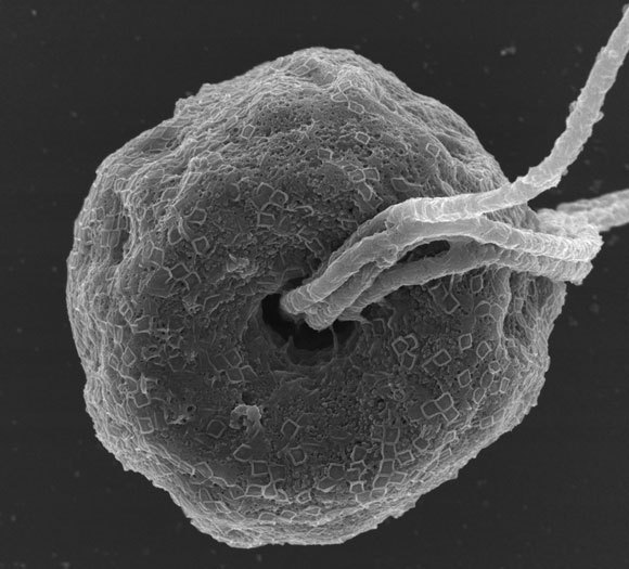 גומחת השוטון של אצת ה-Pyramimonas צילום: Nigaku-Ike of University of Tsukuba