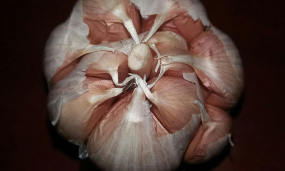 מבנה המולקולה קובע את הצבע שיקבלו השיניים. ראש שום | צילום: agialinda, Shutterstock