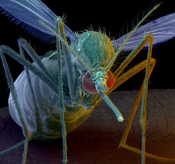 יתוש מהמין Aedes aegypti, שמעביר את מחלות הזיקה, הקדחת הצהובה ועוד | Science Photo Library