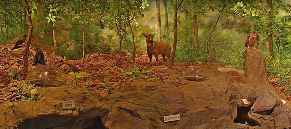 הטבע של מזרח אסיה. פוחלץ של גוראל אמור (גוראל ארוך זנב) במוזיאון | צילום מתוך אתר המוזיאון