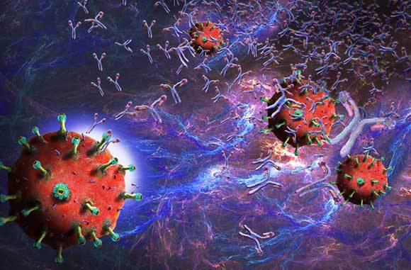 נוגדנים תוקפים נגיפי קורונה | איור: KEITH CHAMBERS / SCIENCE PHOTO LIBRARY