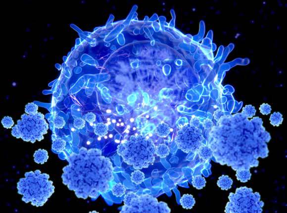 תא T (ברקע) תוקף נגיפי קורונה | איור: JUAN GAERTNER / SCIENCE PHOTO LIBRARY