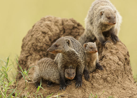 נמיה מפוספסת עם גוריה על תל של טרמיטים במזרח אפריקה | צילום: Danita Delimont, Shutterstock