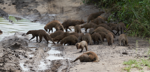 קבוצת נמיות מפוספסות | צילום: Rocchas, Shutterstock