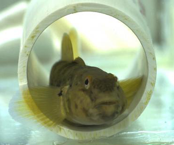 דג קברנון שחור פה בתוך צינור במעבדת הניסוי | צילום: Adam Hardy