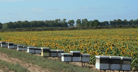 כוורות הדבורים בשולי שדה חמניות בניסוי | צילום: Walter Farina, Universidad de Buenos Aires