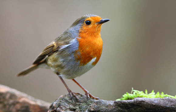 "רואים" את השדה המגנטי? אדום חזה | צילום: Tomatito, Shutterstock
