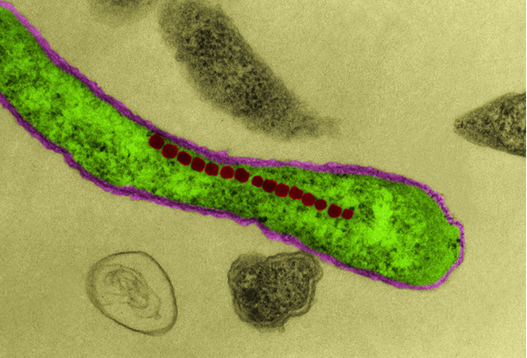 החיידק המגנטוטקטי Magnetospirillum magnetotaticum | צילום מיקרוסקופ אלקטרונים חודר: Dennis Kunkel Microscopy / Science Photo Library