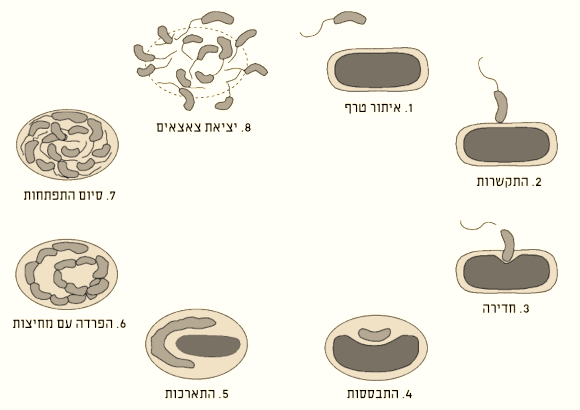 מחזור החיים של החיידק טורף החיידקים | מקור: © Max Planck Institute for Developmental Biology