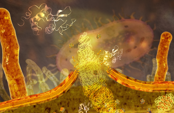 ליזוזים מפרק דופן חיידק | איור: Carol & Mike Werner / Visuals Unlimited, Inc. / Science Photo Library