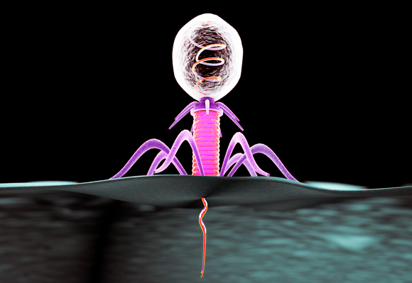 המקור: מערכת חיסון של חיידקים למאבק בנגיפים שתוקפים אותם. בקטריופאג' תוקף חיידק | איור: Science Photo Library