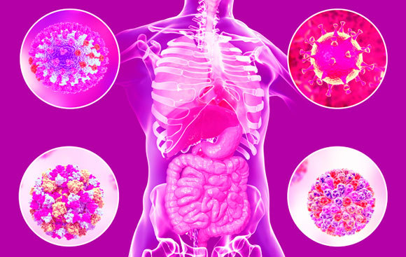 נגיפים הגורמים למחלות במערכת הנשימה ובמעי | איור: Kateryna Kon / Science Photo Library